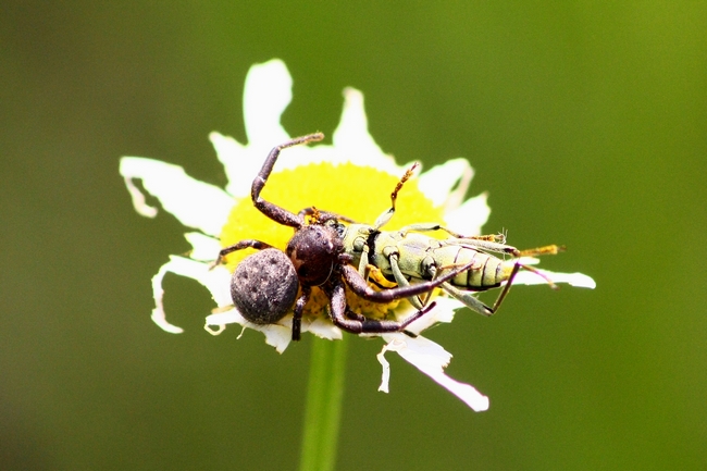 Xysticus sp.